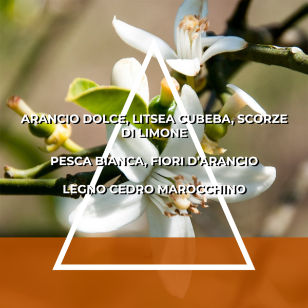 FAMIGLIA AGRUMATA - RICARICA ESSENZA PER ITALFRESH 200 - immagine 4