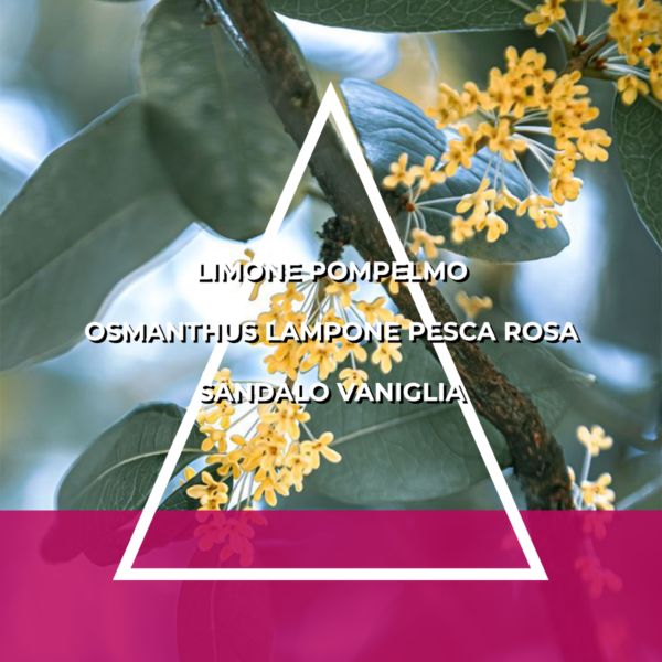 FAMIGLIA FLOREALE FRUTTATA - RICARICA ESSENZA PER ITALFRESH 200 - immagine 7