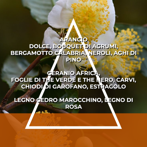FAMIGLIA AGRUMATA - RICARICA ESSENZA PER ITALFRESH 200 - immagine 3